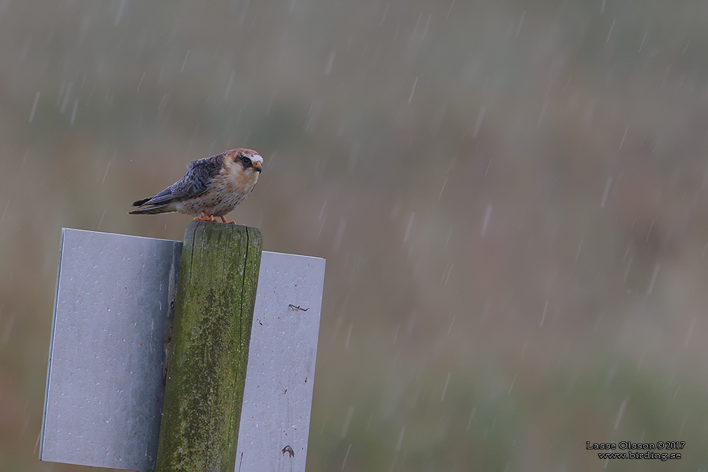 AFTONFALK / RED-FOOTED FALCON (Falco vespertinus) - Stäng / Close