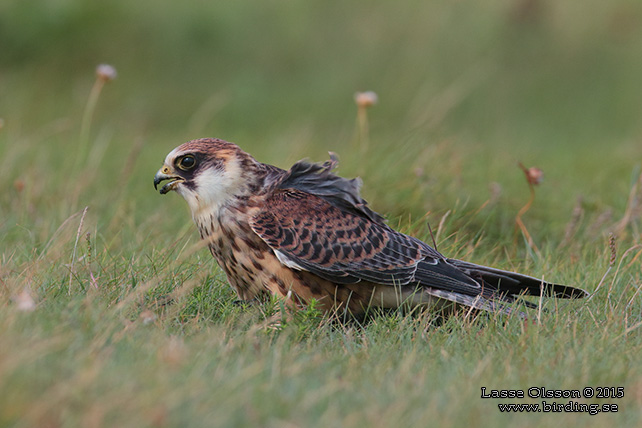 AFTONFALK, RED-FOOTED FALCON, Falco vespertinus - adult female