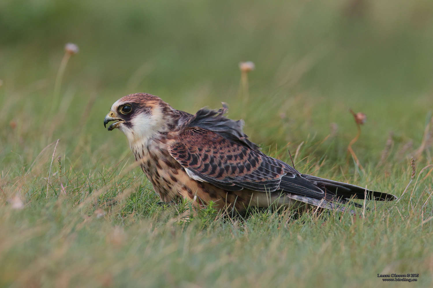AFTONFALK / RED-FOOTED FALCON (Falco vespertinus) - Stäng / Close