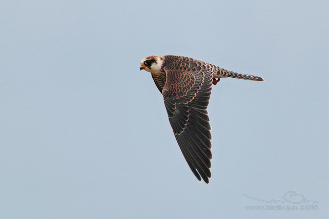 AFTONFALK, RED-FOOTED FALCON, Falco vespertinus - adult female