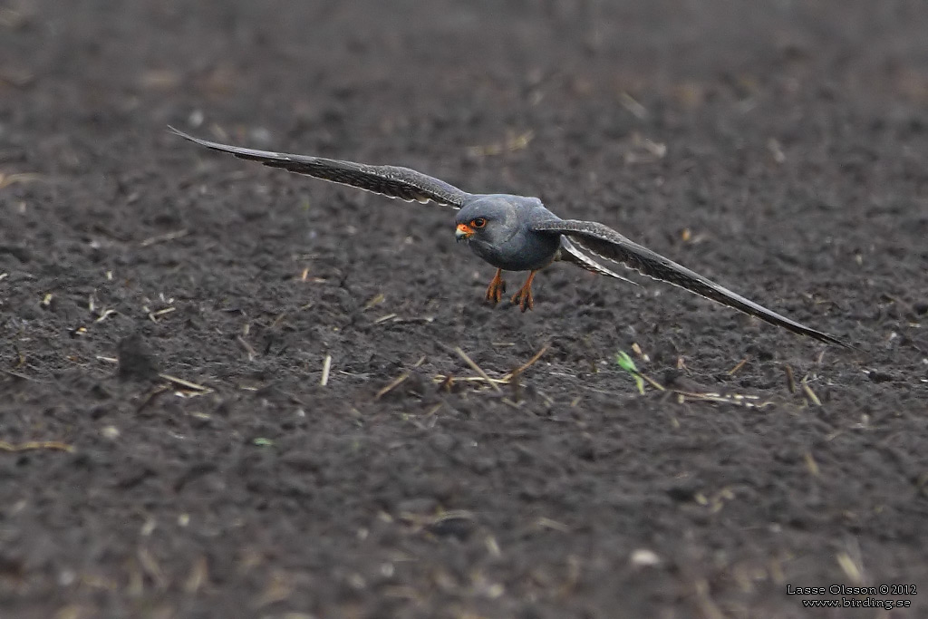 AFTONFALK / RED-FOOTED FALCON (Falco vespertinus) - Stäng / Close