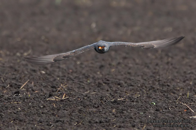 AFTONFALK, RED-FOOTED FALCON, Falco vespertinus - adult female