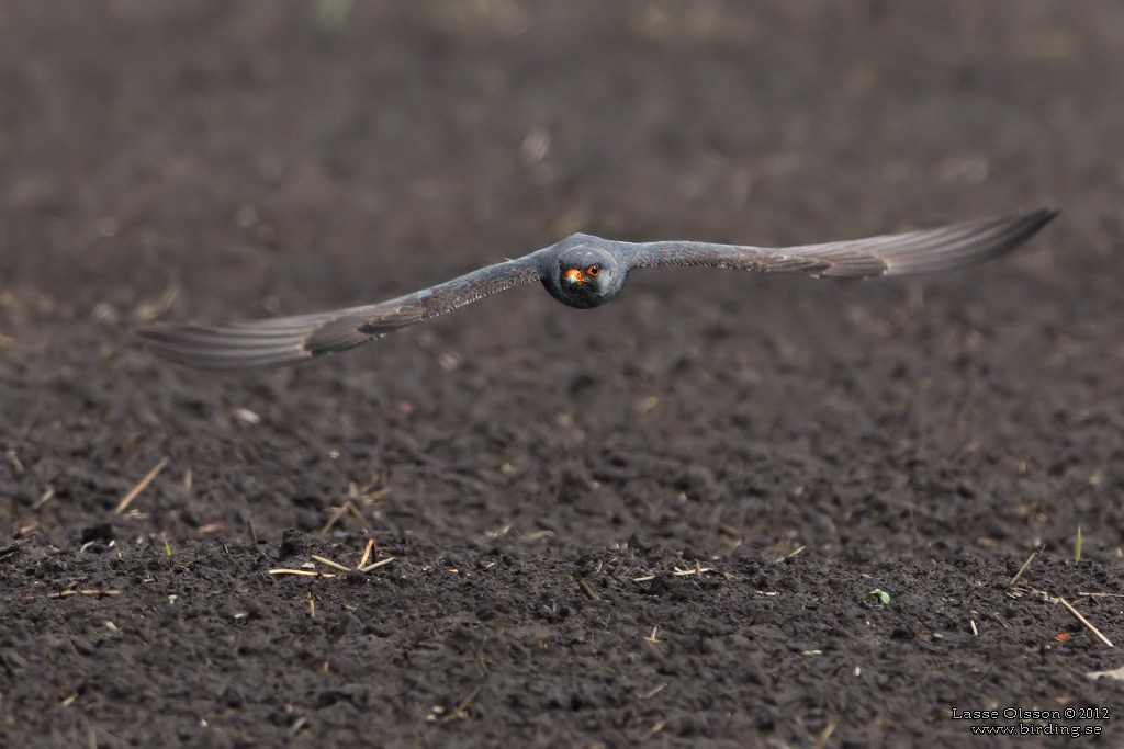 AFTONFALK / RED-FOOTED FALCON (Falco vespertinus) - Stäng / Close