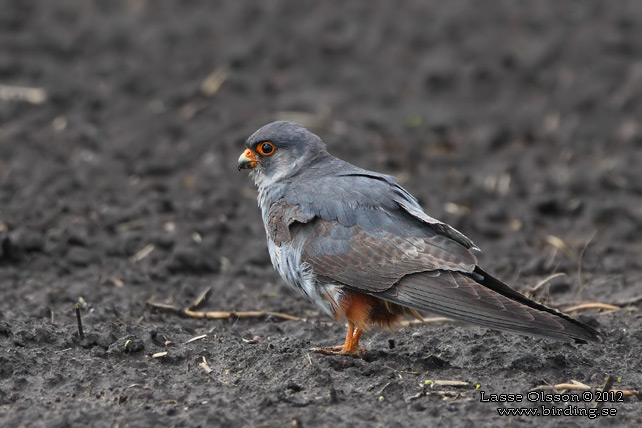 AFTONFALK, RED-FOOTED FALCON, Falco vespertinus - adult female