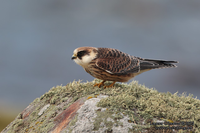 AFTONFALK, RED-FOOTED FALCON, Falco vespertinus - adult female