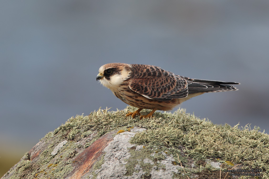 AFTONFALK / RED-FOOTED FALCON (Falco vespertinus) - Stäng / Close