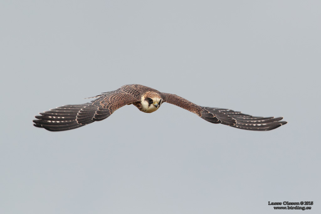 AFTONFALK / RED-FOOTED FALCON (Falco vespertinus) - Stäng / Close