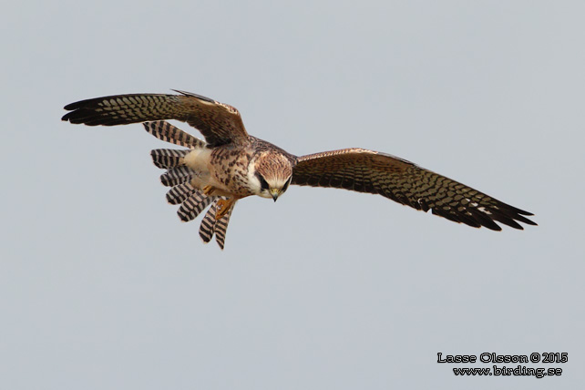 AFTONFALK, RED-FOOTED FALCON, Falco vespertinus - adult female