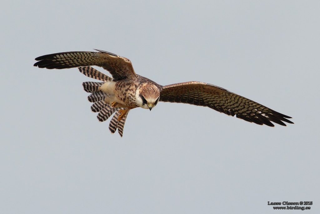 AFTONFALK / RED-FOOTED FALCON (Falco vespertinus) - Stäng / Close