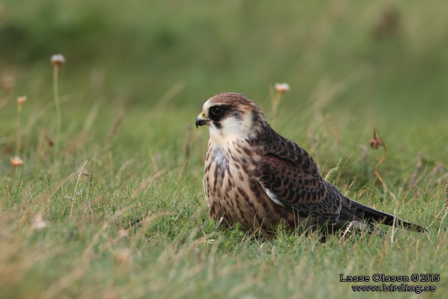 AFTONFALK, RED-FOOTED FALCON, Falco vespertinus - adult female