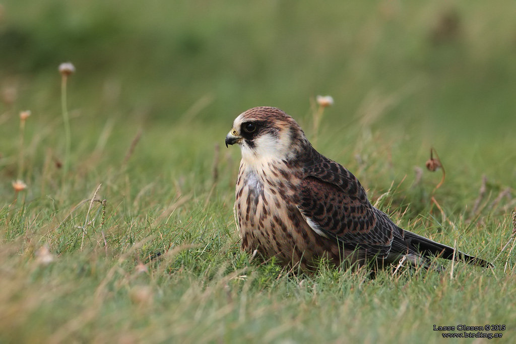 AFTONFALK / RED-FOOTED FALCON (Falco vespertinus) - Stäng / Close