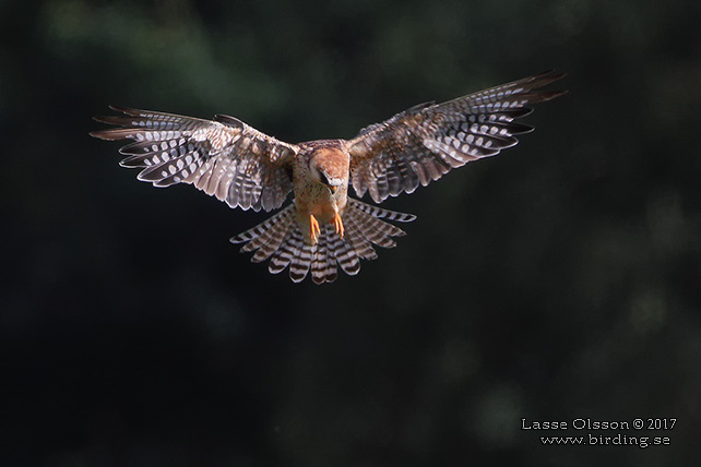 AFTONFALK, RED-FOOTED FALCON, Falco vespertinus - adult female