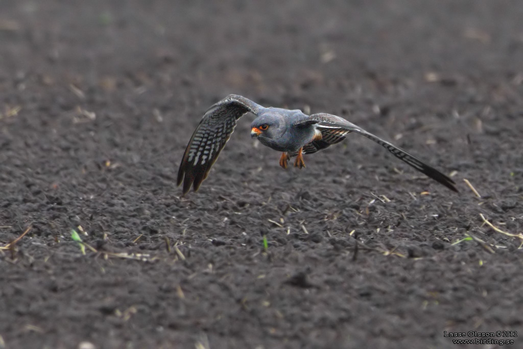 AFTONFALK / RED-FOOTED FALCON (Falco vespertinus) - Stäng / Close