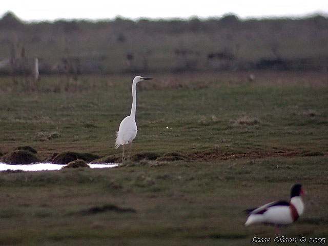 GRETTHGER / GREAT EGRET (Ardea alba)