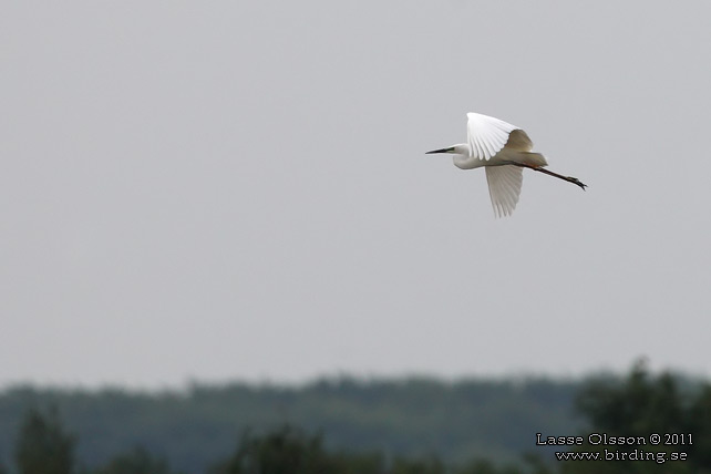 ÄGRETTHÄGER / GREAT EGRET (Ardea alba) - STOR BILD / FULL SIZE