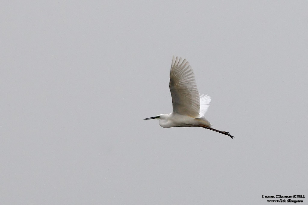 GRETTHGER / GREAT EGRET (Ardea alba) - Stng / Close