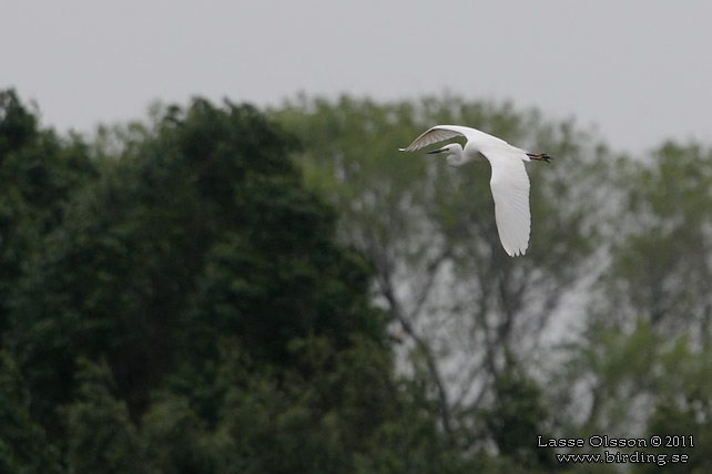 ÄGRETTHÄGER / GREAT EGRET (Ardea alba) - STOR BILD / FULL SIZE