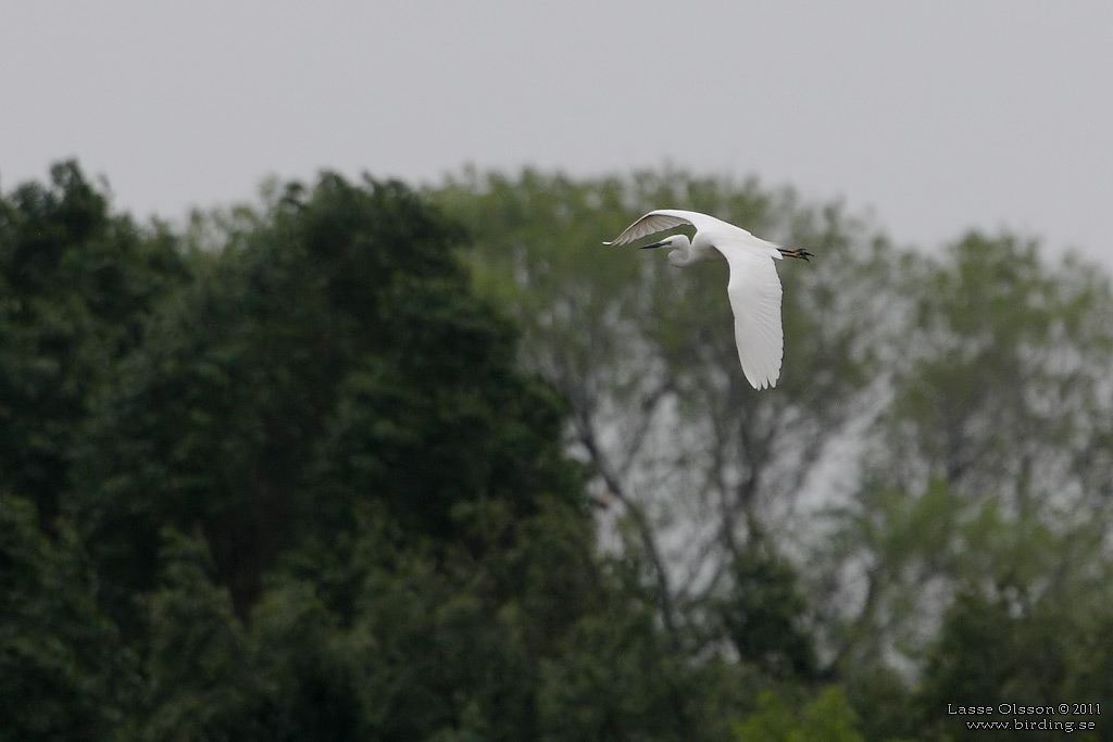 GRETTHGER / GREAT EGRET (Ardea alba) - Stng / Close