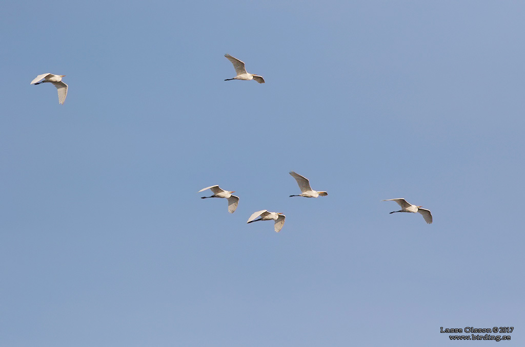 GRETTHGER / GREAT EGRET (Ardea alba) - Stng / Close