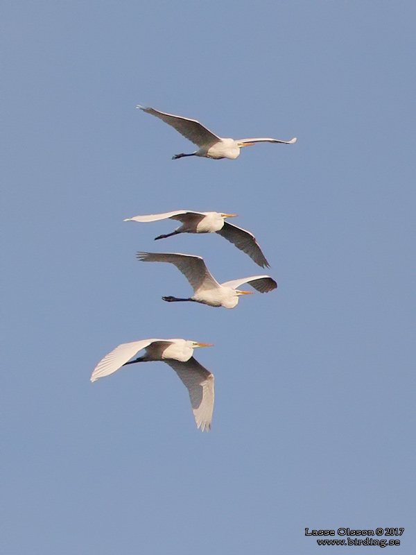 GRETTHGER / GREAT EGRET (Ardea alba) - Stng / Close