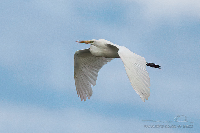 ÄGRETTHÄGER / GREAT EGRET (Ardea alba) - STOR BILD / FULL SIZE