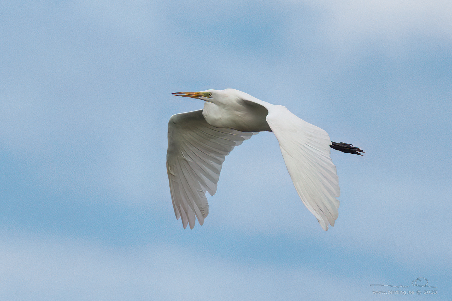 GRETTHGER / GREAT EGRET (Ardea alba) - Stng / Close
