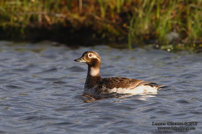 ALFÅGEL / LONG-TAILED DUCK (Bucephala clangula) - STOR BILD / FULL SIZE