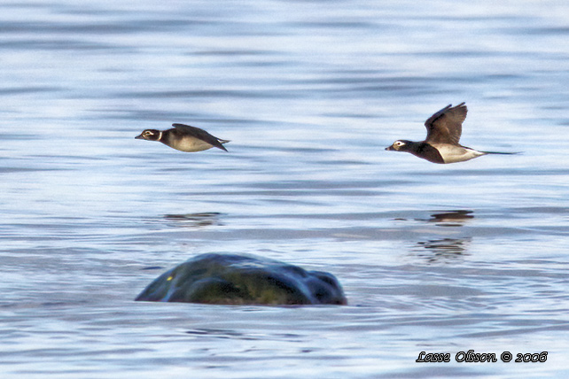 ALFÅGEL / LONG-TAILED DUCK (Bucephala clangula) - STOR BILD / FULL SIZE