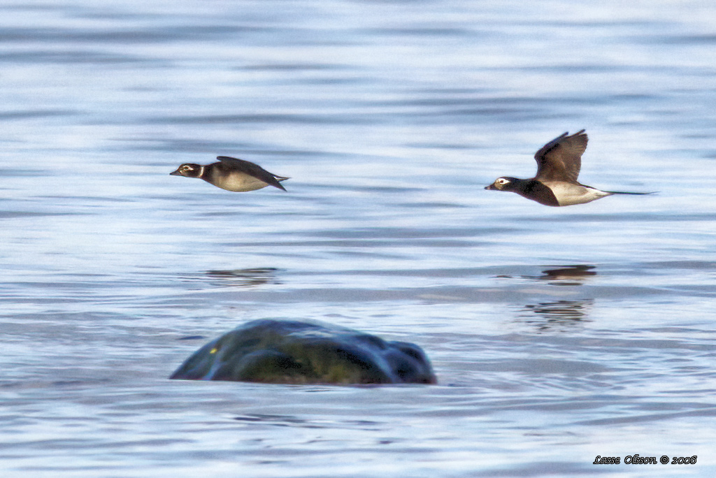 ALFGEL / LONG-TAILED DUCK (Clangula hyemalis) - Stng / Close