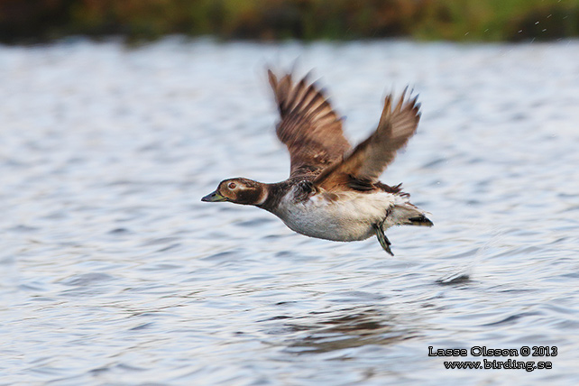 ALFÅGEL / LONG-TAILED DUCK (Bucephala clangula) - STOR BILD / FULL SIZE