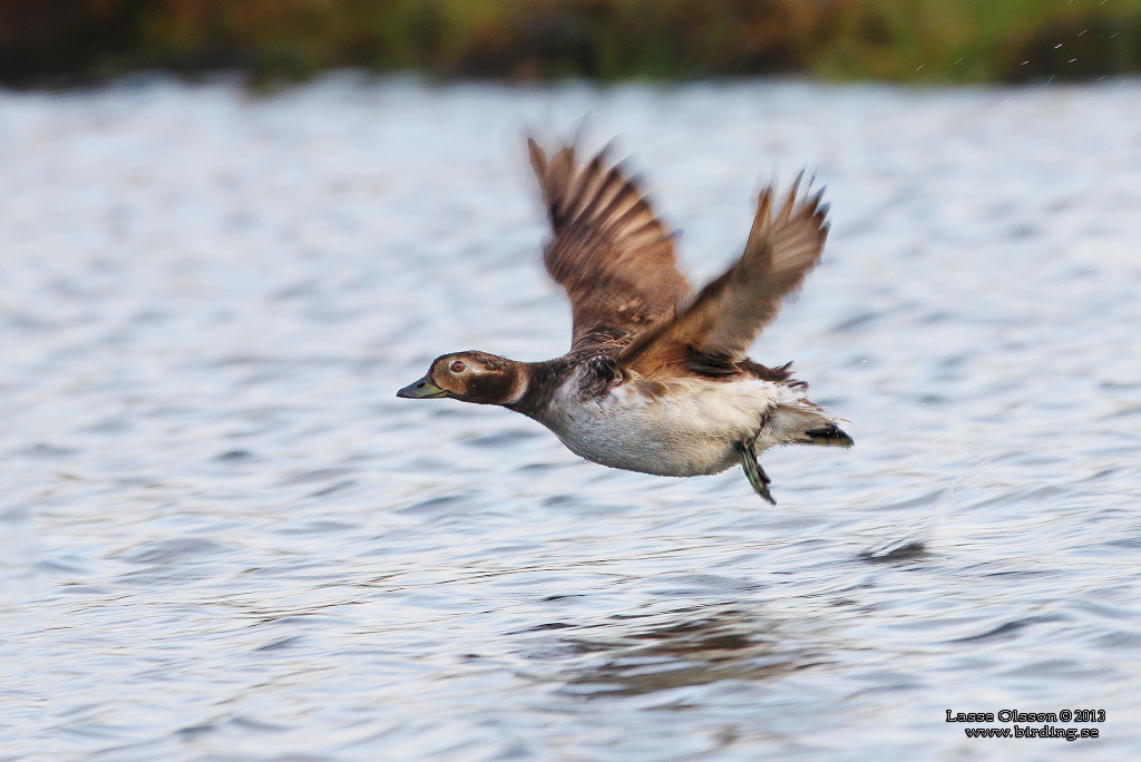 ALFGEL / LONG-TAILED DUCK (Clangula hyemalis) - Stng / Close