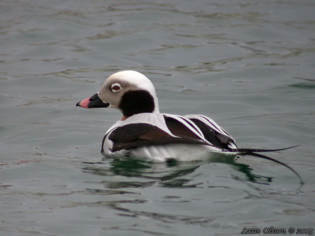 ALFÅGEL / LONG-TAILED DUCK (Bucephala clangula) - STOR BILD / FULL SIZE