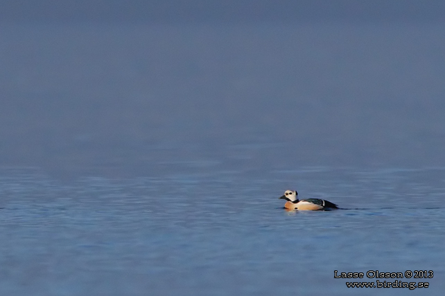 ALFRRDARE / STELLER'S EIDER (Polysticta stelleri) - STOR BILD / FULL SIZE