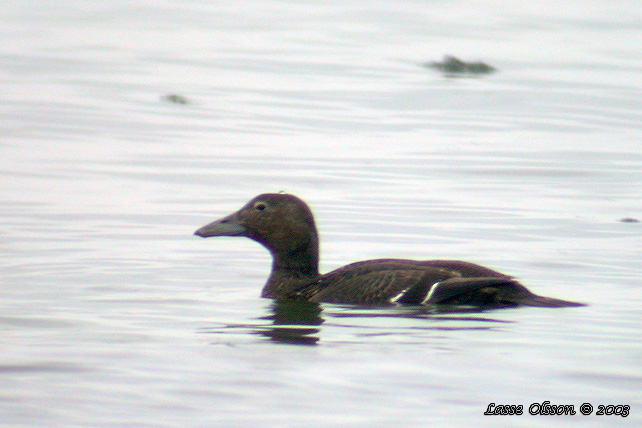 ALFRRDARE - STELLER'S EIDER - Polysticta stelleri