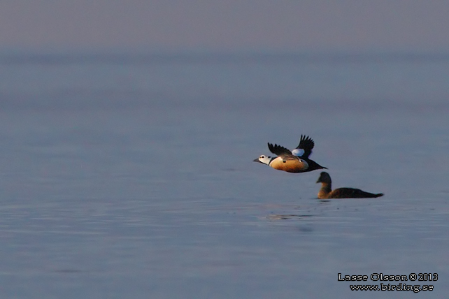 ALFÖRRÄDARE / STELLER'S EIDER (Polysticta stelleri) - STOR BILD / FULL SIZE