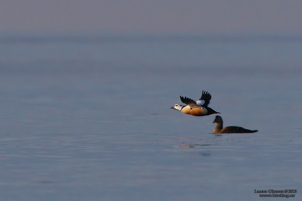 ALFRRDARE / STELLER'S EIDER (Polysticta stelleri) - Stng / Close