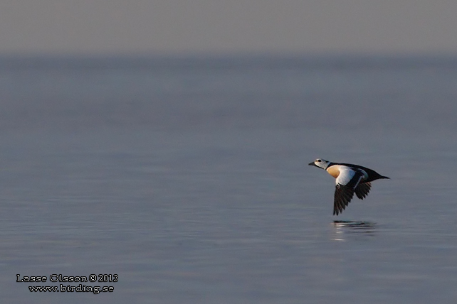 ALFÖRRÄDARE / STELLER'S EIDER (Polysticta stelleri) - STOR BILD / FULL SIZE