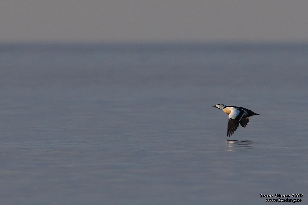 ALFRRDARE / STELLER'S EIDER (Polysticta stelleri) - Stng / Close