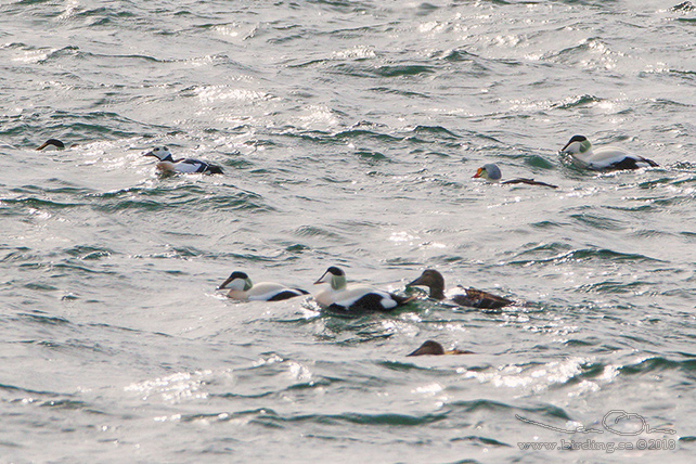 ALFÖRRÄDARE / STELLER'S EIDER (Polysticta stelleri) - STOR BILD / FULL SIZE