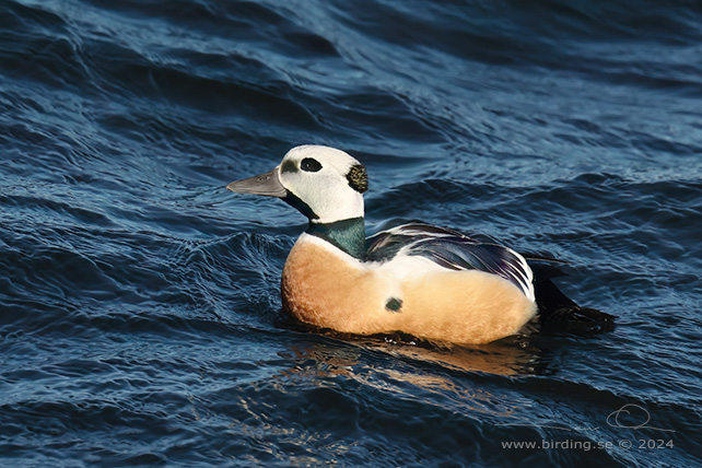 ALFÖRRÄDARE / STELLER'S EIDER (Polysticta stelleri) - STOR BILD / FULL SIZE