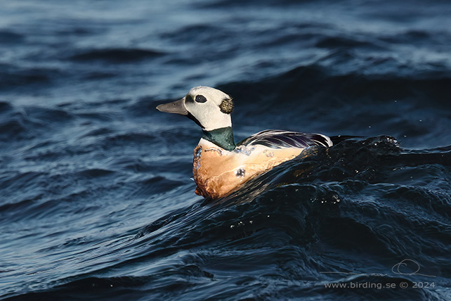 ALFÖRRÄDARE / STELLER'S EIDER (Polysticta stelleri) - STOR BILD / FULL SIZE