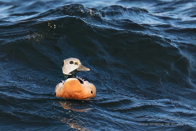 ALFÖRRÄDARE / STELLER'S EIDER (Polysticta stelleri) - STOR BILD / FULL SIZE