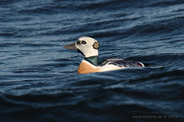 ALFÖRRÄDARE / STELLER'S EIDER (Polysticta stelleri) - STOR BILD / FULL SIZE