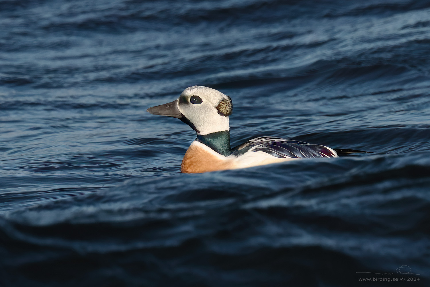 ALFRRDARE / STELLER'S EIDER (Polysticta stelleri) - Stng / Close