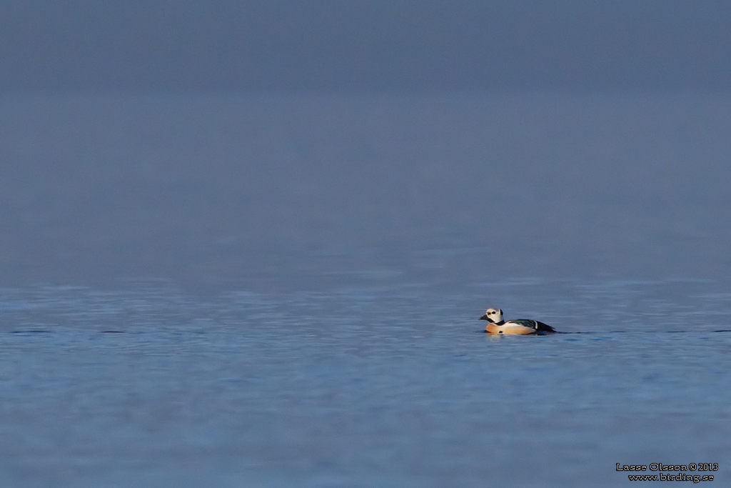 ALFRRDARE / STELLER'S EIDER (Polysticta stelleri) - Stng / Close