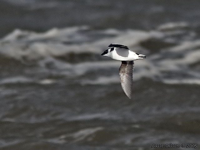 ALKEKUNG - LITTLE AUK - (Alle alle) 