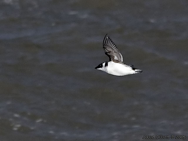 ALKEKUNG - LITTLE AUK - (Alle alle) 