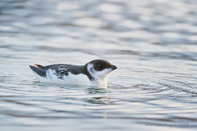 ALKEKUNG - LITTLE AUK - (Alle alle) - stor bild / full size