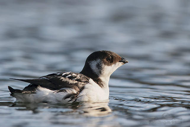 ALKEKUNG - LITTLE AUK - (Alle alle) - stor bild / full size