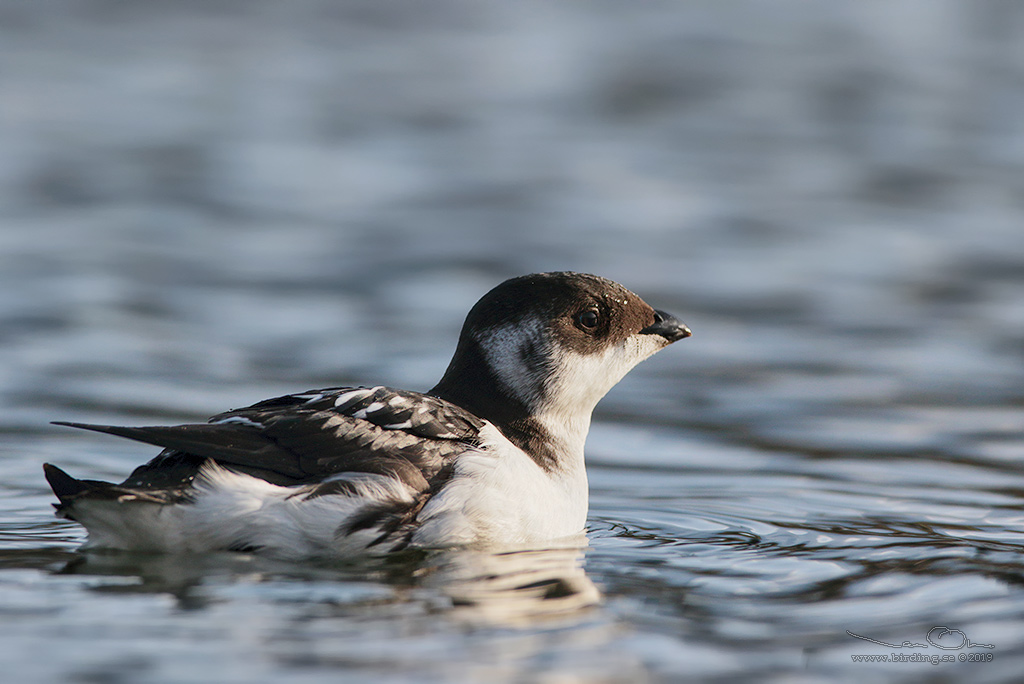 ALKEKUNG - LITTLE AUK - (Alle alle) - Stng / Close